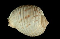 藏品(中華鶉螺)的圖片